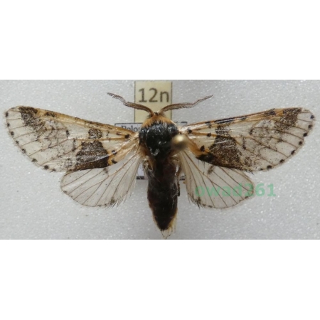 Furcula bicuspis (Borkhausen, 1790) male Poland12n
